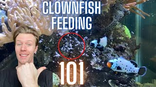 The Ultimate Guide to Clownfish Feeding  Everything You Need to Know!