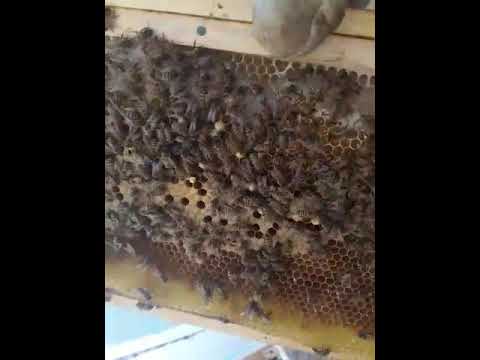 فيديو: في نحل العسل ينتج البيض غير المخصب؟
