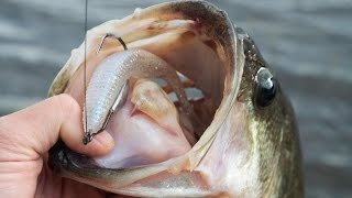 Rhythm Wave Swimbait Review 