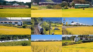 [4K] 黄金色の稲穂の田園を走る特急列車 Long Version | A limited express trains run through golden ears of rice field