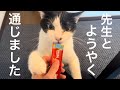 先生とやっと意思疎通ができた結果…【元病院猫のれいちゃん】