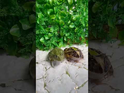 Слепая ярость! Blind fury! 👀😳😡🔥💥🐸🐸 #wildnaturetv250 #nature #wow #wildlife #funny #приколы #feeder