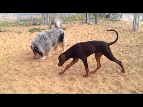 Доберман колли. Бордер колли и доберман вместе. Помесь добермана и хаски. Доберман колли. Мексиканская хохлатая пуховая.