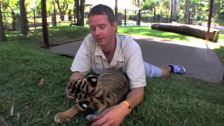 Australia Zoo's New Tiger Cub Enclosure