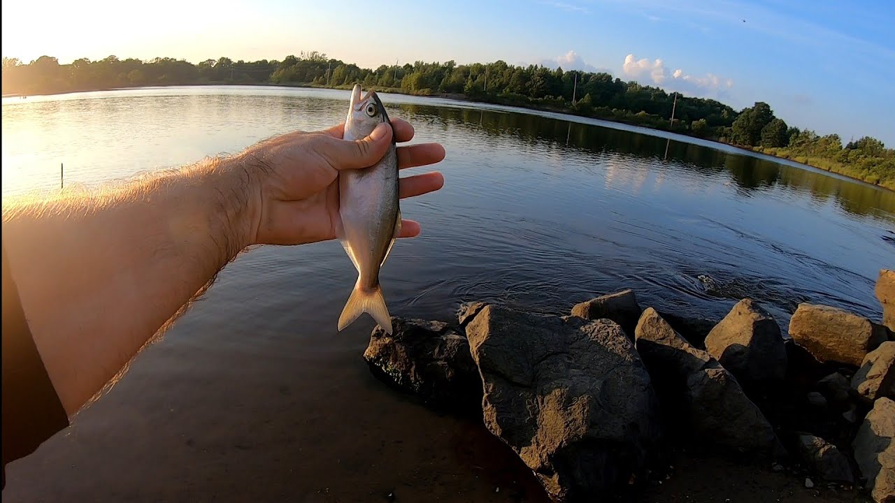 INSANE FISHING Spot (New  Jersey) baby blue 🐟🐟