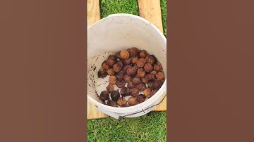 How To Process Black Walnuts (NO MESS!) #blackwalnut #fall2023 #live