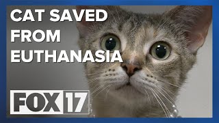 Rescue steps in after woman tries to euthanize adopted cat