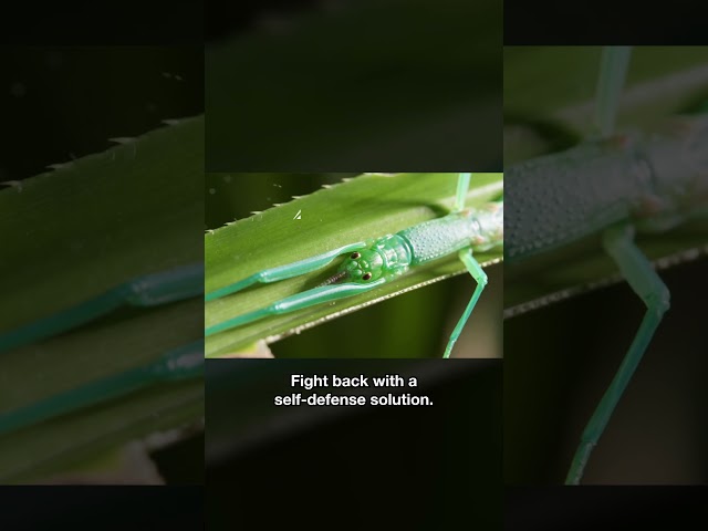This Insect Fights Back With a Self-Defense Solution | #DeepLook #Shorts
