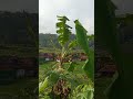 pileuleuyan