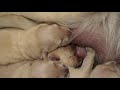 Beautiful Golden Retriever puppies nursing - Only a few days old!