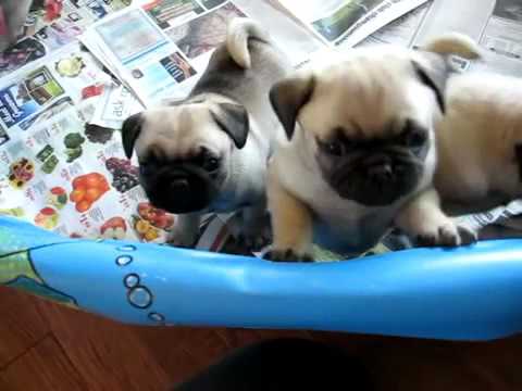 Regalo Ultimi Cuccioli Di Carlino Con Pedigree