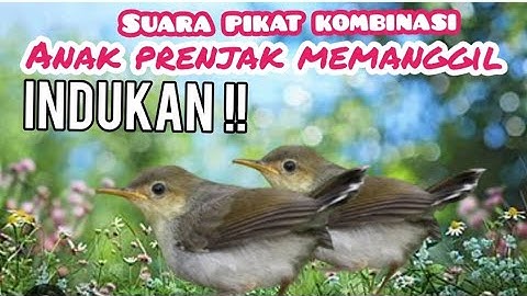 SUARA PIKAT KOMBINASI PRENJAK ANAKAN RIBUT  MEMANGGIL INDUKAN