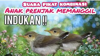 SUARA PIKAT KOMBINASI PRENJAK ANAKAN RIBUT MEMANGGIL INDUKAN