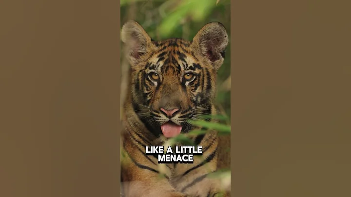 Video 11684141: bengal tiger