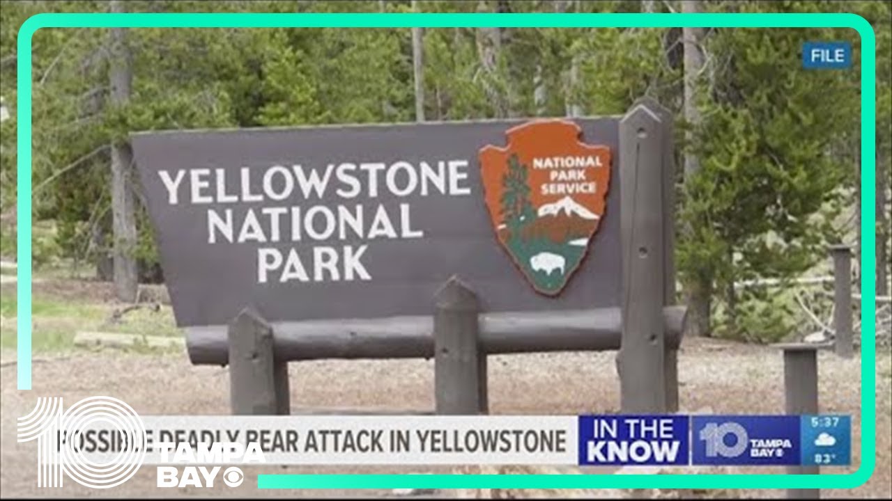 Grizzly bear kills jogger near Yellowstone National Park