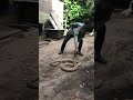 レシオ！ - Rescue monster king cobra at village part 02 #kingcobra #diazborneo #shortsfeed #rescue