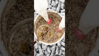 What are PFAS? | Explainer - EP1