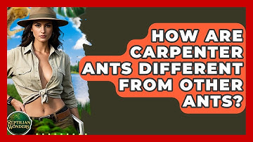 How Are Carpenter Ants Different From Other Ants? - Reptilian Wonders