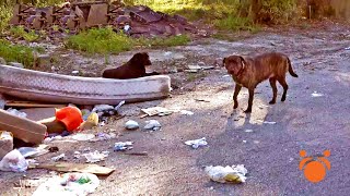 Dog Dying on Trash Heap Got Rescue Help from Dog Friend in Houston