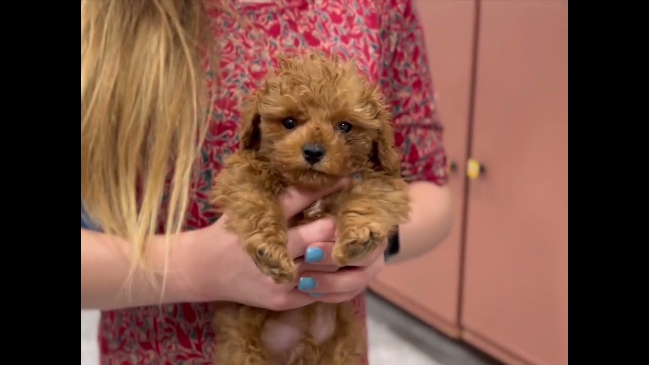 Roar Babies Akc Red Toy Poodle Puppies