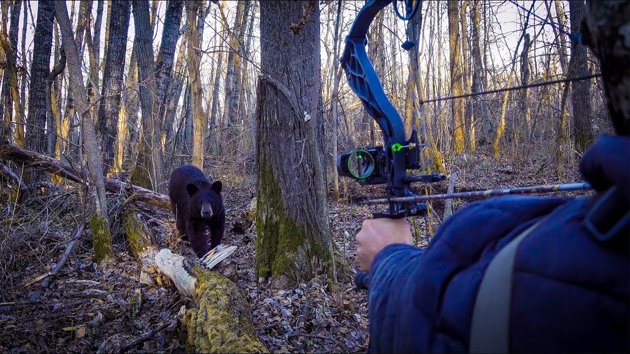 Dangerous BEAR Catch Clean Cook The Most Amazing Meat Ever!!!! - YouTube