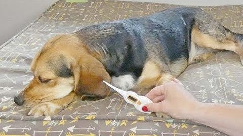 How To Tell If Your Dog Has A Cold