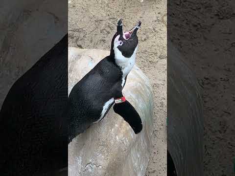 Vocalizzazione pinguino africano video