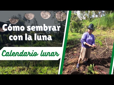 Vídeo: Calendari de sembra lunar per al jardiner i jardiner del juliol de 2022