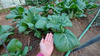 High Tunnel Greenhouse and What's Growing Inside || Garden Update