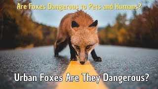 Are Fox Dangerous to People or Pets? Why Fox are Dangerous? Urban Foxes Are They Dangerous?