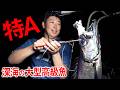 【#1】顔こわっ！深海200mで最高ランクの高級魚が釣れました！【インガンダルマ狙え！南大東島】