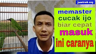 cara memaster cucak ijo agar cepat masuk