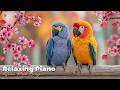 Most Colorful Birds In The World Relaxing Bird Sounds Peaceful Nature Birds Healing Piano 