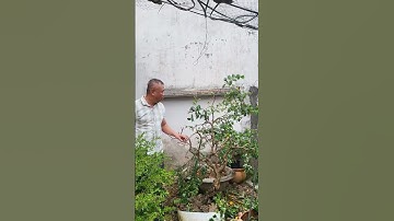 cách tỉa cây khế gân bonsai cực đỉnh #bonsai #shortvideo #anhducbonsai #shorts #bonsaitree #caycanh