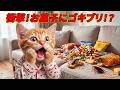 【まさかの大発生】お菓子を食べ散らかしたここにゃん…部屋がゴキブリだらけになって大パニック😱🪳🐱💦