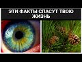 ЭТИ ФАКТЫ СПАСУТ ТВОЮ ЖИЗНЬ #shorts