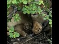 Naledi dam instagram post  masangulo lion is a new dad dec  24 2023