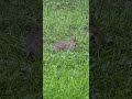 Small rabbit eating
