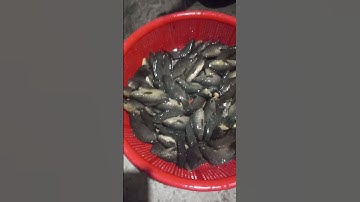 Cá rô và cá lóc #nhactrutinh #fishing #fish