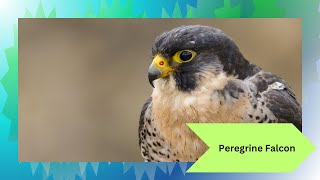 The Peregrine Falcon: Nature’s Speed Demon