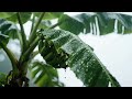 Raindrops On Banana Leaves Relaxation Meditation Fall Asleep Fast
