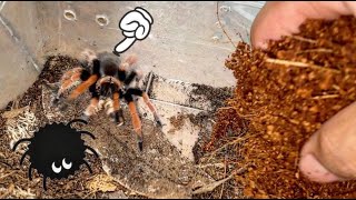 Rehousing cute tarantulas