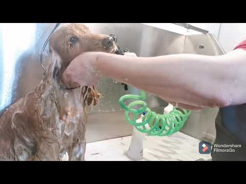 Video: Koiran Kuiva Silmä - Kuivien Silmien Hoidot Koirilla