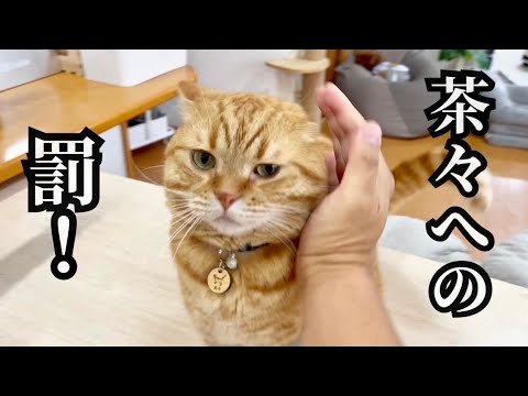 茶々への罰...罰の名は... #猫 #マンチカン