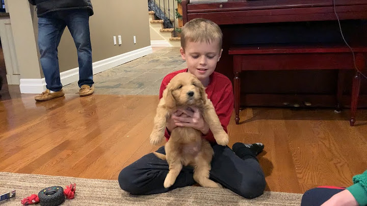 Surprising our kids with a puppy for Christmas!