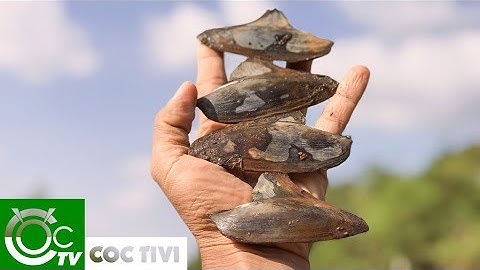 CON CHEM CHÉP MIỀN TÂY - TRONG HÀI VỢ THẰNG ĐẬU ĐÂY RỒI