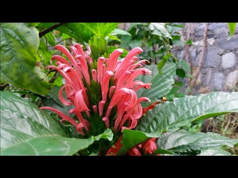 Fully Grown Justicia Carnea Flowering Plant | Jacobinia Carnea Flowers | Gardening