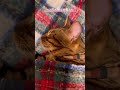 ベンガル猫を飼うとこうなります😊#shorts