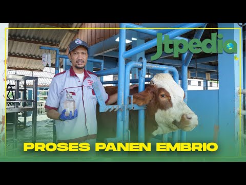 Jtpedia : Proses Transfer Embrio Pada Sapi