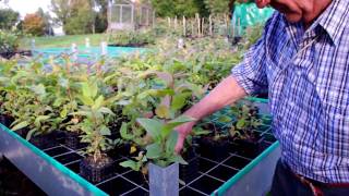 Rocket Rack & Rocket Pot System for Growing Trees from Seed